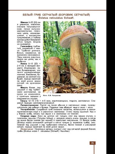 Грибы знакомые и незнакомые