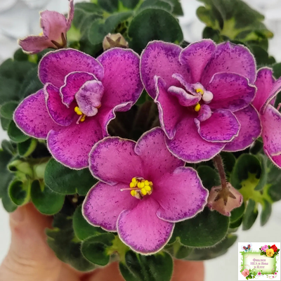 Ma's Melody Girl (O. Robinson)