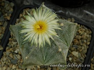 Astrophytum myriostigma - 5 семян