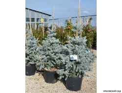 Ель Хупси - Hoopsii