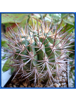 Neoporteria nigrihorrida v. crassispina KK 11