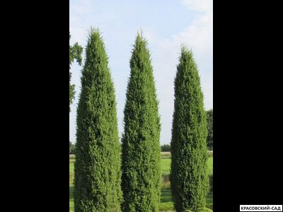 Можжевельник Хиберника - Hibernica