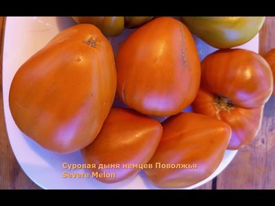 Томат Суровая Дыня немцев Поволжья (Severe Melon)