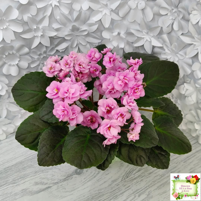 Dresden Doll (P. Harris) (7259) 11/24/1989 трейлер