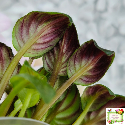 LV-Есть Время (Л. Шевелева) 2025 г. трейлер (пасынок посажен 20.01.26)