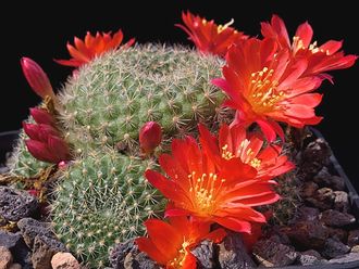 Rebutia minuscula (семена)