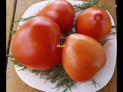 Томат Монг (Mong, США)