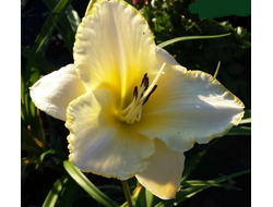 Лилейник Близзард Бэй (Blizzari Bay)