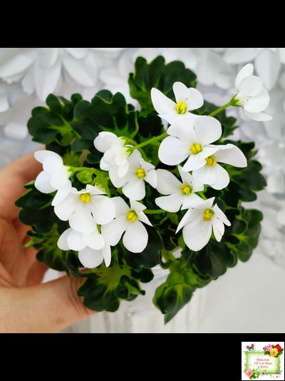 Lullaby (Arndt) (гёрл-лист)