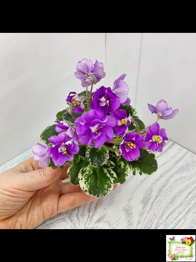 Sky Jems (Johnson) (лист посажен 29.01.26)