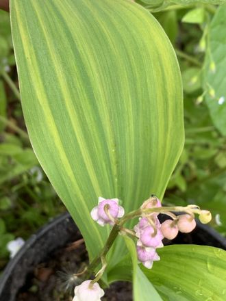 Convallaria majalis variegata pink