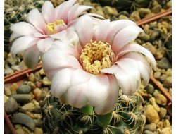 Gymnocalycium parvulum VG-502 - 5 семян