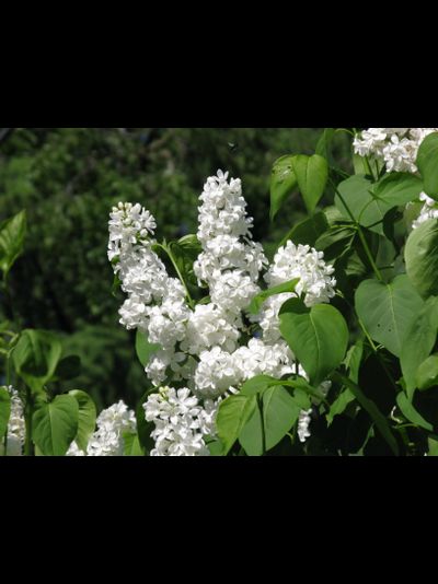 Галина Уланова