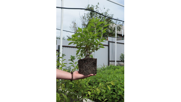 Двулетний саженец гортензии метельчатой