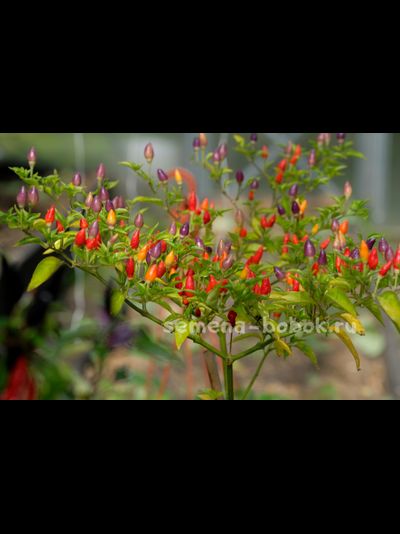 Перец острый NuMex Twilight, 10 шт