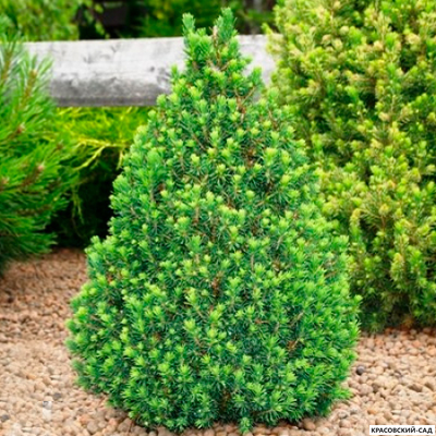 Ель канадская Conica - фото хвои - красовский-сад.рф