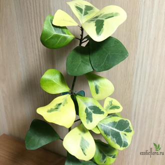 Фикусы - Ficus Triangularis Coconut Cream / фикус триангулярис кремовый