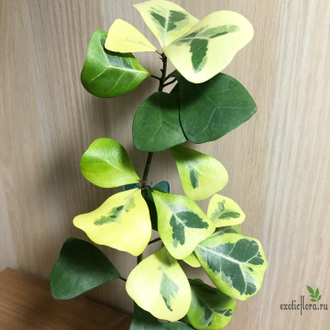 Ficus Triangularis Coconut Cream / фикус триангулярис кремовый