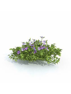 цветы Барвинок неодинаковый