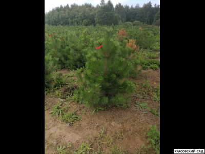 Сосна Крымская Черная 6 метров