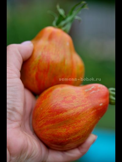 Томат Borsa di Montone (Баранья сумка), 10 шт.