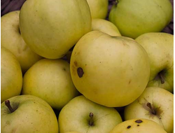 Ренет(рекорд) Мичурина (яблоня)