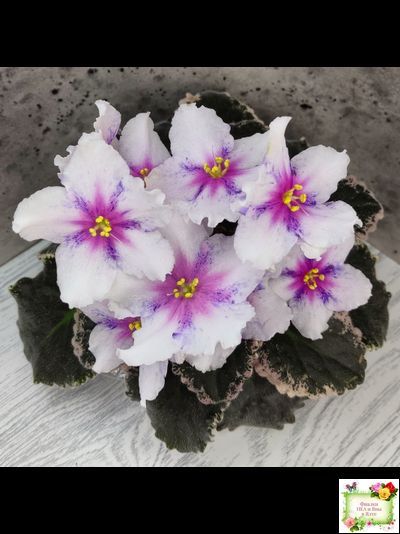 Dn-Love Time (Д. Денисенко) 2021 г.