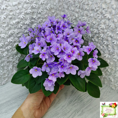 ГЕА-Весёлый Клоун (Е. Галицкая) 2024 г. трейлер