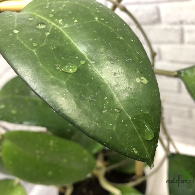 Хойи / срезка - Hoya cv. Joy