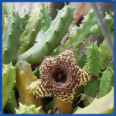 Huernia transvaalensis