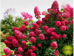 Декоративные кустарники