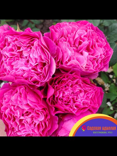 Вентило (Ventilo)