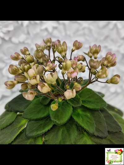 Morgan's Sweet Patootie (С.Eros)