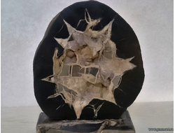 Септария - полированный спил. Россия. 242*210*130мм