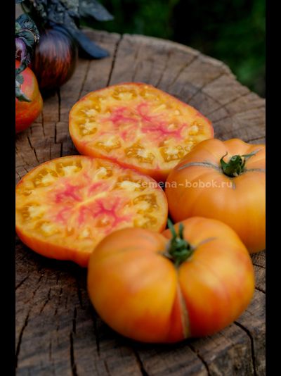 Томат Ярсон 34 (Jarson 34), 10 шт