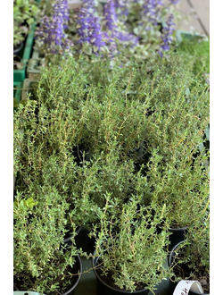 Чабрец Bertram Anderson (Тимьян)