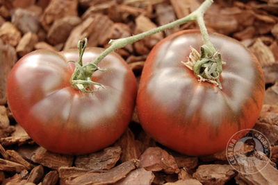 Томат Heart's Delite Black, 10 шт