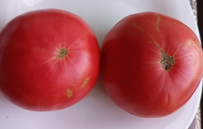 Томат Царский подарок