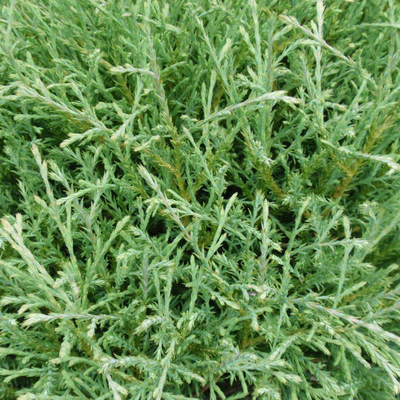 Туя западная Mr. Bowling Ball , 0,5 л