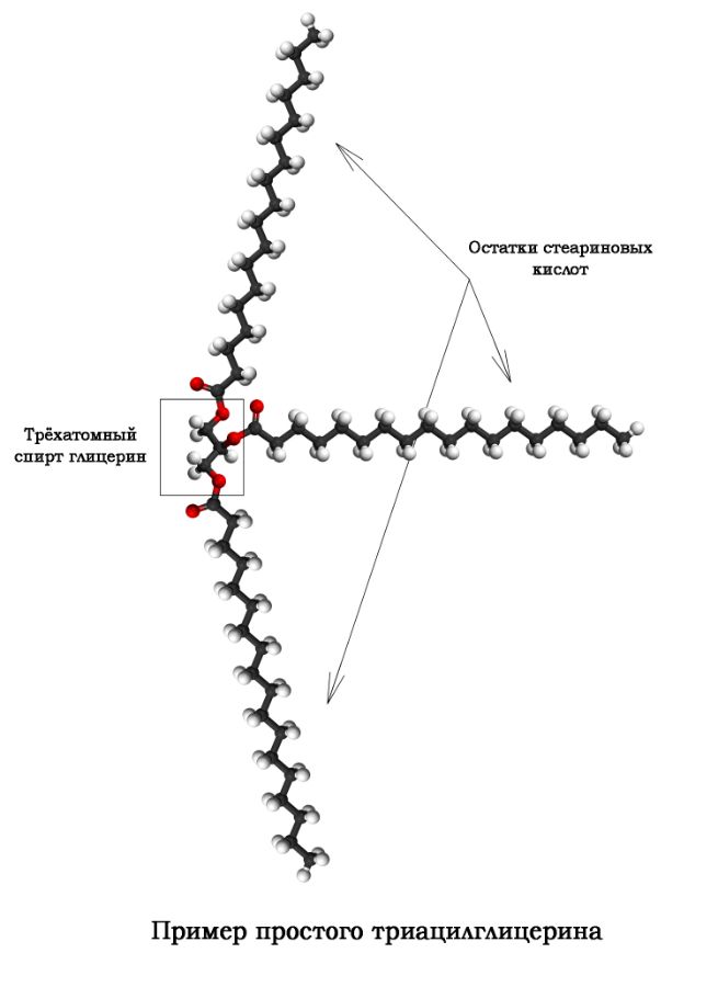 Шаростержневая модель простого триацилглицерина