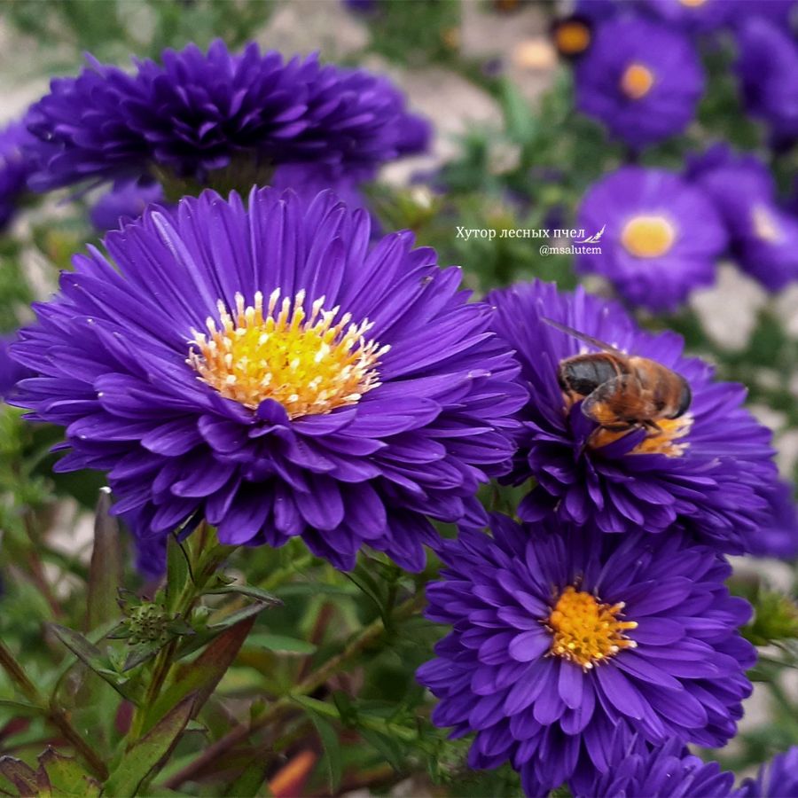 Aster novi-belgii Bengale  Астра новобельгийская Бенгале