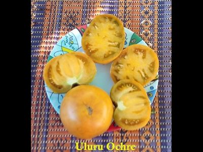 Томат Гном Улуру охра (Dwarf Uluru Ochre), США, Австралия