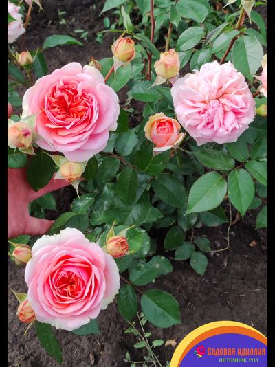 Чиппендейл (Chippendale)