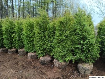 Туя Брабант - Brabant