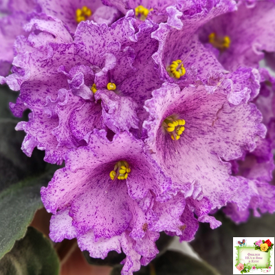 АВ-Самый Сок (Фиалковод) 2022 г.