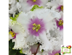 Р-Ярило Люкс (В. Зуб) 2022 г.