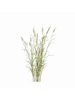 трава Вейник-01а