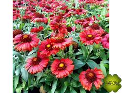 Гайлардия крупноцветковая 'Меса Ред', красная