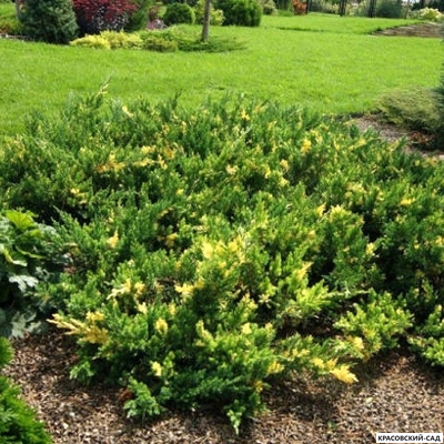 Можжевельник Экспанза Варигата - Expansa Variegata