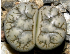 Lithops werneri (Литопс Вернера)